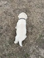 Black collar, a male Labrador Retriever for sale in Waukee, IA – Photo 4 of 4