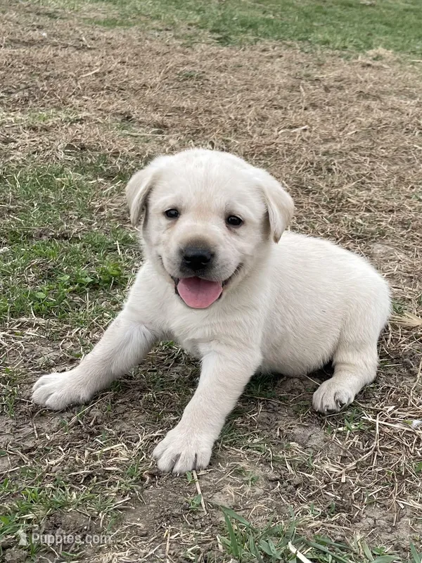 Black collar – Labrador Retriever puppy for sale in Waukee, IA