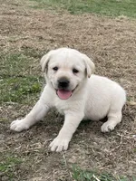 Black collar, a male Labrador Retriever for sale in Waukee, IA – Photo 1 of 4