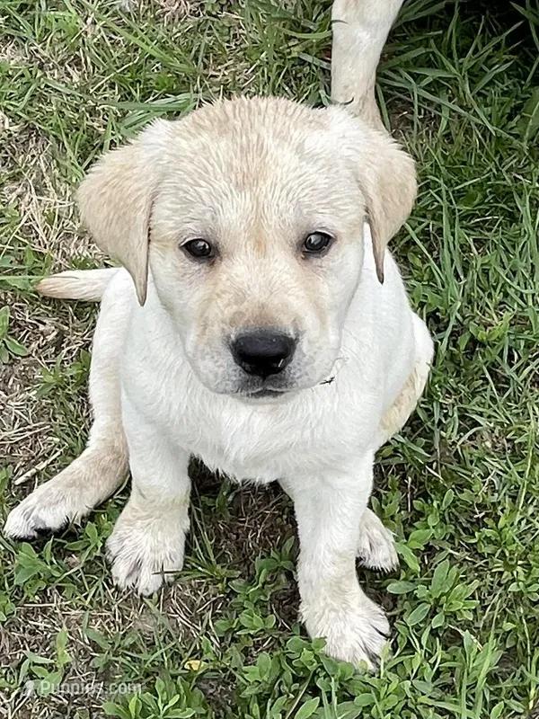 Black collar – Labrador Retriever puppy for sale in Waukee, IA