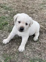 Black collar, a male Labrador Retriever for sale in Waukee, IA – Photo 2 of 4