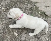 Pink collar, a female Labrador Retriever for sale in Waukee, IA – Photo 6 of 6