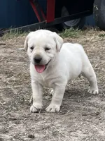 Pink collar, a female Labrador Retriever for sale in Waukee, IA – Photo 1 of 6