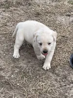 Pink collar, a female Labrador Retriever for sale in Waukee, IA – Photo 4 of 6