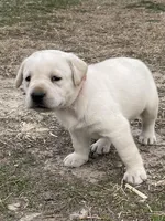 Pink collar, a female Labrador Retriever for sale in Waukee, IA – Photo 2 of 6