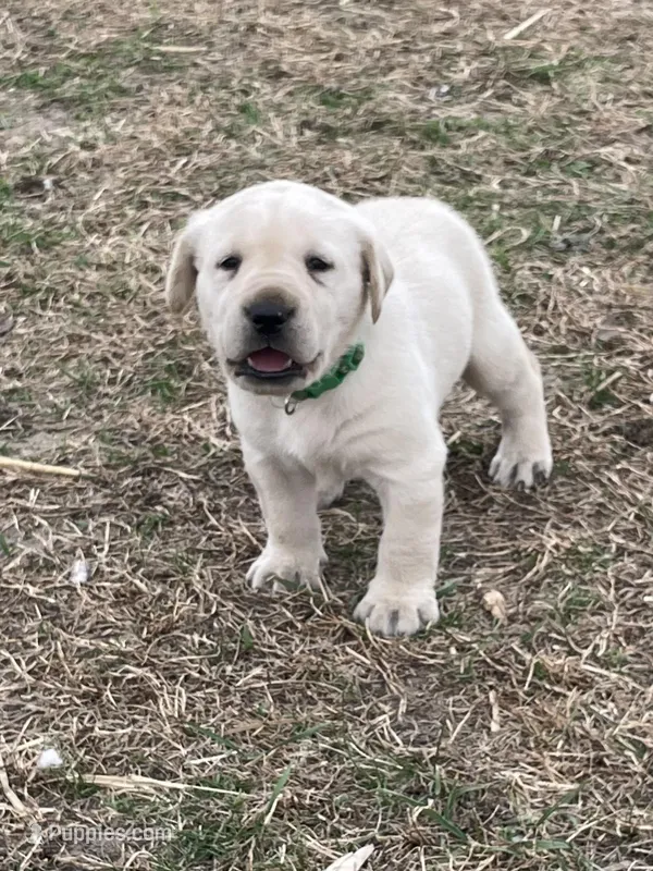 Dark green – Labrador Retriever puppy for sale in Waukee, IA