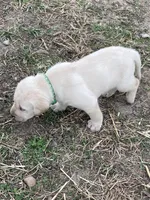 Dark green, a male Labrador Retriever for sale in Waukee, IA – Photo 3 of 4
