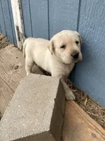 Dark green, a male Labrador Retriever for sale in Waukee, IA – Photo 4 of 4