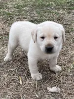 Yellow collar, a male Labrador Retriever for sale in Waukee, IA – Photo 3 of 5
