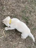 Yellow collar, a male Labrador Retriever for sale in Waukee, IA – Photo 5 of 5