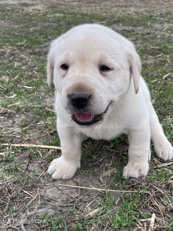 Yellow collar – Labrador Retriever puppy for sale in Waukee, IA