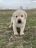 Yellow collar, a male Labrador Retriever for sale in Waukee, IA – Photo 4 of 5