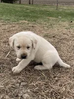 Yellow collar, a male Labrador Retriever for sale in Waukee, IA – Photo 2 of 5