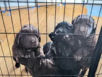 RED, a female Newfoundland for sale in Earlville, NY – 3 of 4