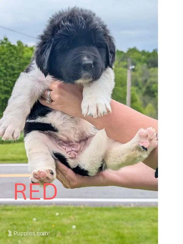 RED – Newfoundland puppy for sale in Earlville, NY