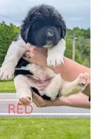RED, a female Newfoundland for sale in Earlville, NY – 1 of 4
