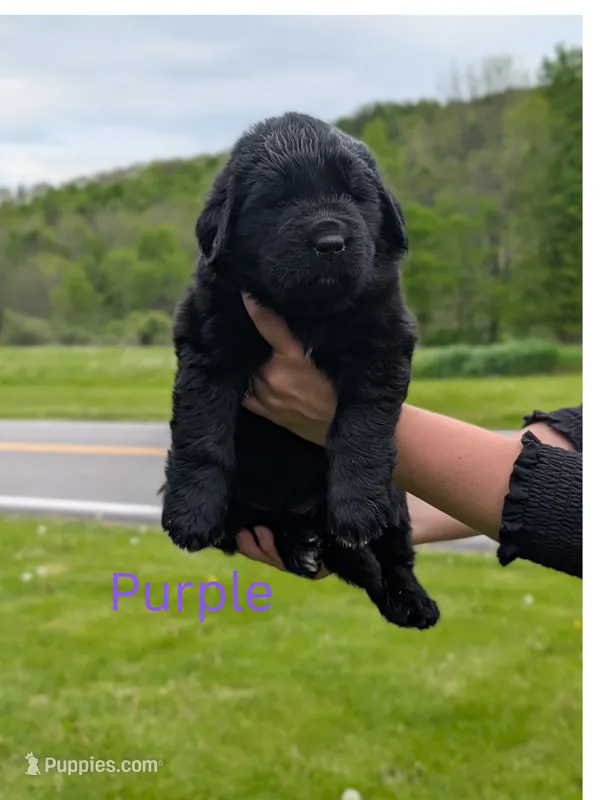 Purple  – Newfoundland puppy for sale in Earlville, NY