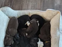 Black, a female Newfoundland for sale in Earlville, NY – 2 of 4