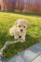 Lucky, a male Maltipoo for sale in Moses Lake, WA – Photo 4 of 5