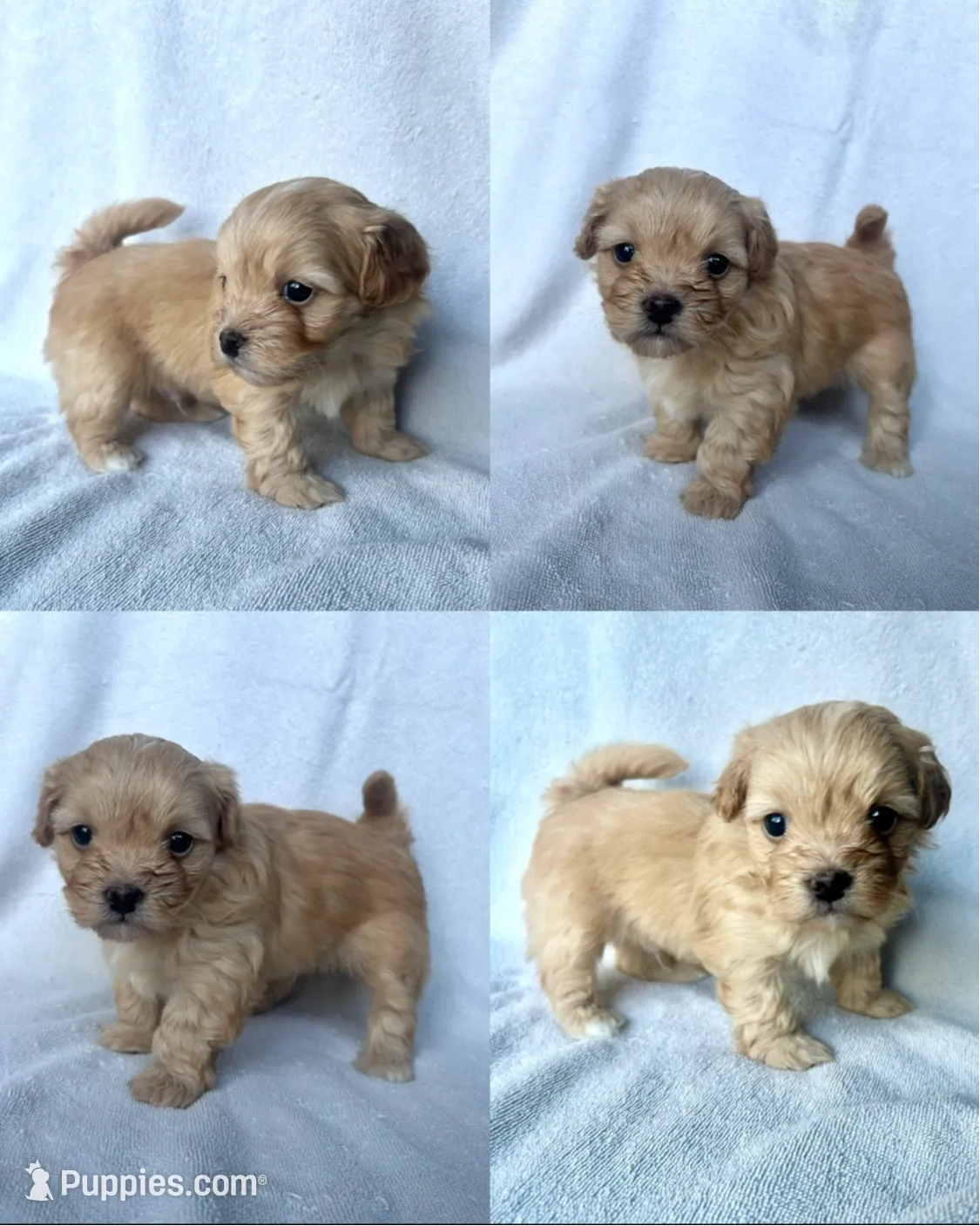 Lucky, a male Maltipoo for sale in Moses Lake, WA – Photo 3 of 5