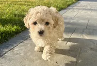 Lucky, a male Maltipoo for sale in Moses Lake, WA – Photo 2 of 5