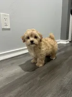 processed/2c334ca9-fa96-4211-9039-27d8a511b611/listing/e4f05789-ab62-4965-b92c-8f6dd132f817/1a6df286-70cf-4122-a6a1-12322a8d89dc