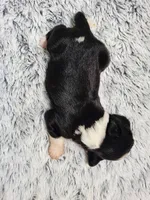 Frenchie Doodle 1, a male French Bulldog and Poodle - Miniature  for sale in Spokane, WA – 2 of 3
