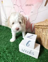 Mini Sheepadoodle #8, a male Sheepadoodle for sale in Spokane, WA – 7 of 8