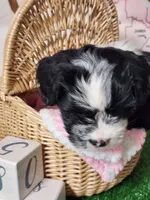 Frenchie doodle black and white tuxedo, a female French Bulldog and Poodle - Miniature  for sale in Spokane, WA – 8 of 9