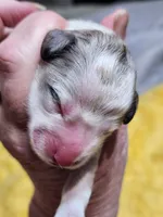 Mini Sheepadoodle #2, a male Sheepadoodle for sale in Spokane, WA – 3 of 3