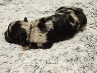 Frenchie Doodle 4, a male French Bulldog and Poodle - Miniature  for sale in Spokane, WA – 2 of 4