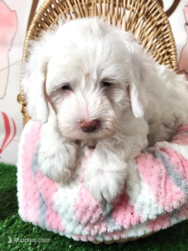 Mini Sheepadoodle #9 – Sheepadoodle puppy for sale in Spokane, WA