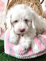 Mini Sheepadoodle #9, a male Sheepadoodle for sale in Spokane, WA – 1 of 10