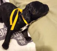 Gucci, a male Sheepadoodle for sale in Spokane, WA – Photo 2 of 3