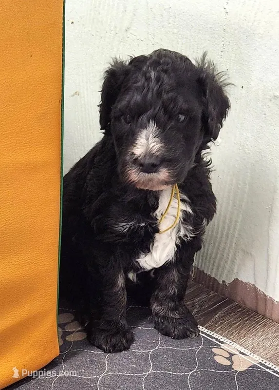 Gucci – Sheepadoodle puppy for sale in Spokane, WA