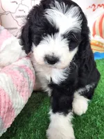 Mini Sheepadoodle #5, a female Sheepadoodle for sale in Spokane, WA – 1 of 9
