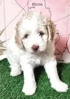 Mini Sheepadoodle #8, a male Sheepadoodle for sale in Spokane, WA – 3 of 8