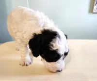 Cameroon, a male Sheepadoodle for sale in Spokane, WA – Photo 4 of 5