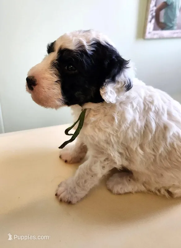 Cameroon – Sheepadoodle puppy for sale in Spokane, WA