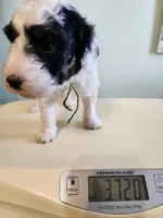 Cameroon, a male Sheepadoodle for sale in Spokane, WA – Photo 5 of 5