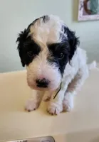 Cameroon, a male Sheepadoodle for sale in Spokane, WA – Photo 2 of 5