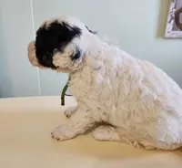 Cameroon, a male Sheepadoodle for sale in Spokane, WA – Photo 3 of 5