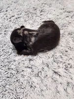 Frenchie Doodle 2, a male French Bulldog and Poodle - Miniature  for sale in Spokane, WA – 4 of 4