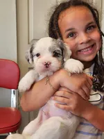 Giorgio, a male French Bulldog and Poodle - Miniature  for sale in Spokane, WA – 3 of 9