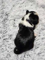 Frenchie Doodle 3, a female French Bulldog and Poodle - Miniature  for sale in Spokane, WA – 4 of 4