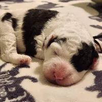 Creed, a male Sheepadoodle for sale in Spokane, WA – Photo 1 of 6