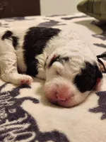 Creed, a male Sheepadoodle for sale in Spokane, WA – Photo 1 of 6