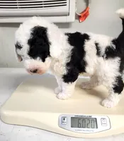 Creed, a male Sheepadoodle for sale in Spokane, WA – Photo 5 of 6