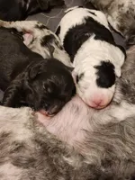 Creed, a male Sheepadoodle for sale in Spokane, WA – Photo 3 of 6