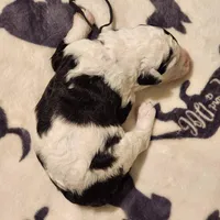 Creed, a male Sheepadoodle for sale in Spokane, WA – Photo 2 of 6